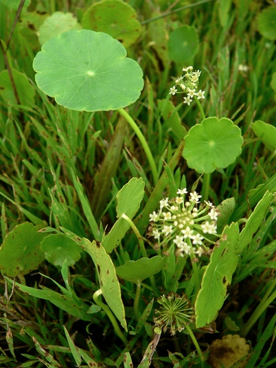 {Hydrocotyle prolifera}